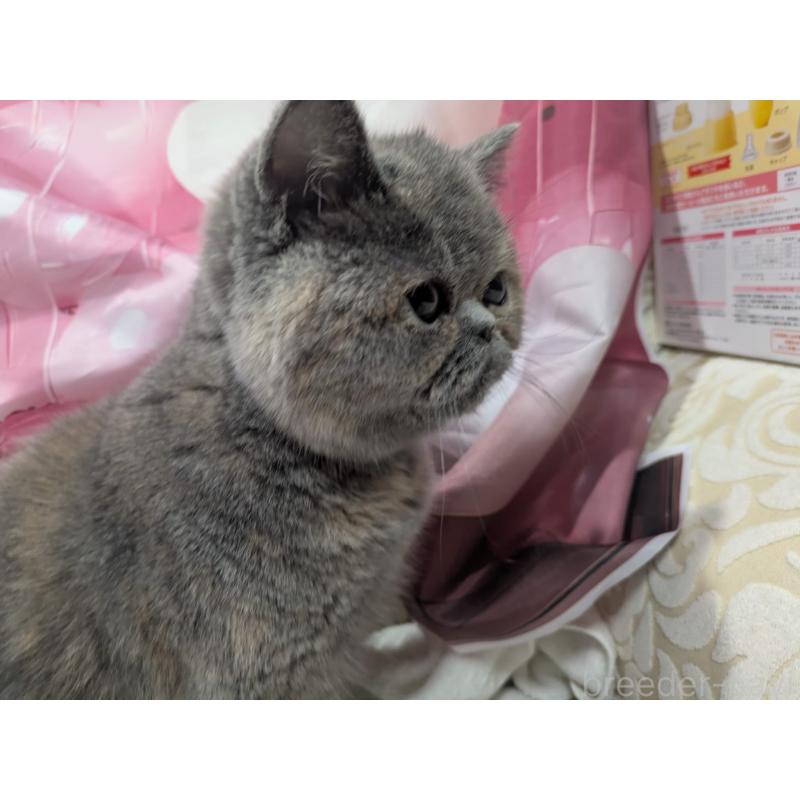 販売中の大阪府のエキゾチックショートヘア-125768の2枚目