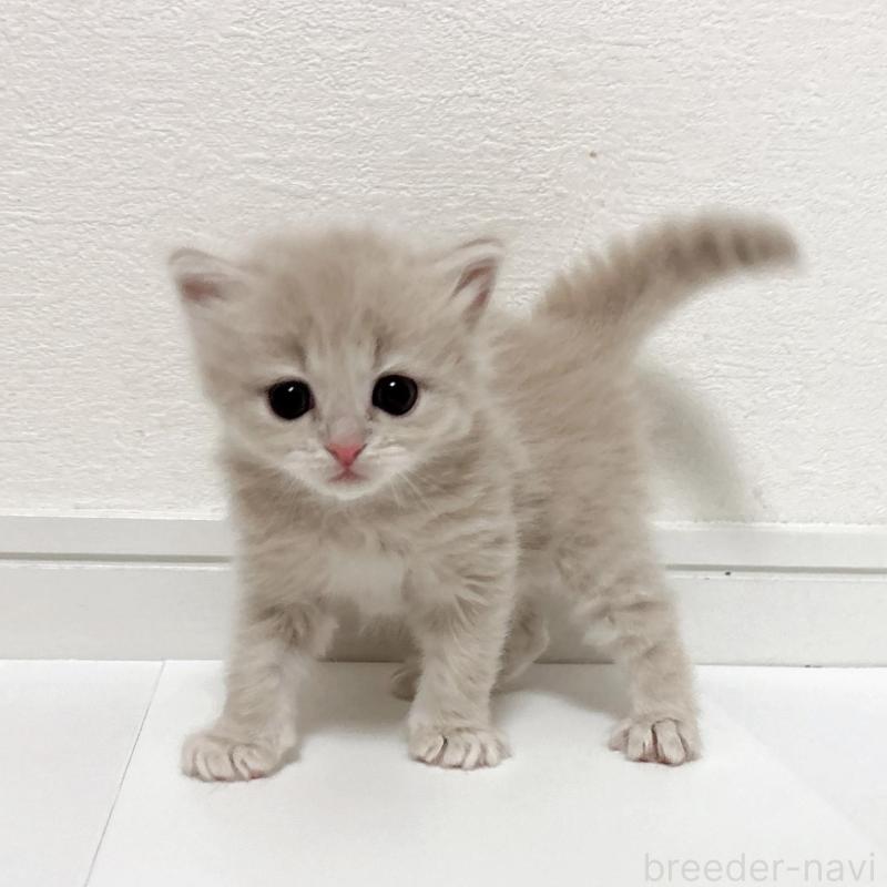 販売中の愛知県のミヌエット-134480