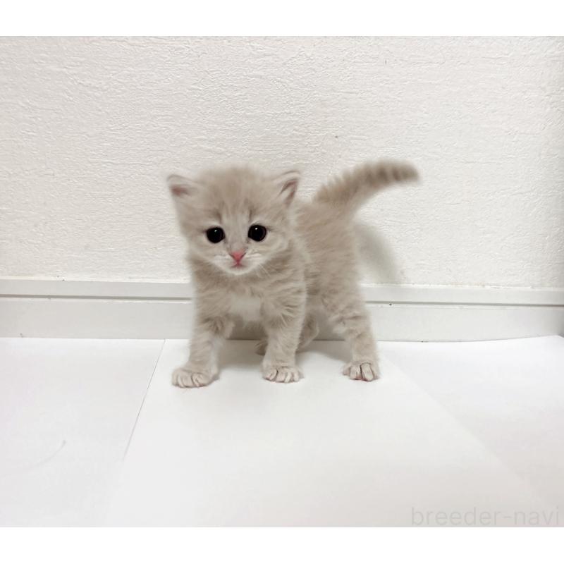 販売中の愛知県のミヌエット-134480の2枚目