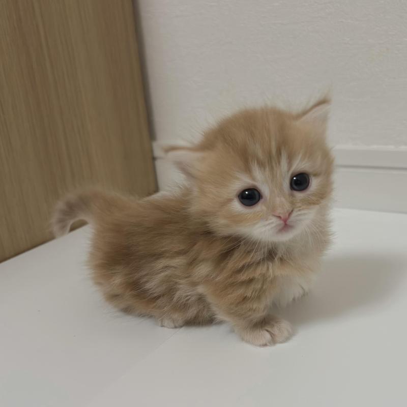 販売中の愛知県のミヌエット(短足)-134481