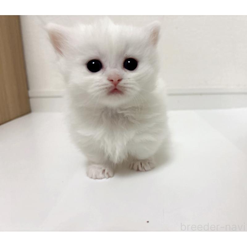 販売中の愛知県のミヌエット(短足)-134482の2枚目