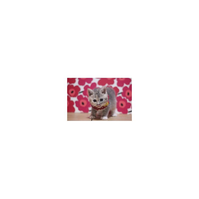 販売中の東京都のスコティッシュフォールド-134483の2枚目