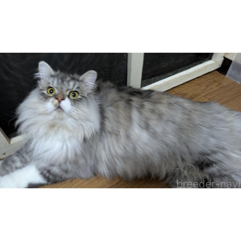 販売中の大阪府のミヌエット-121834の1枚目