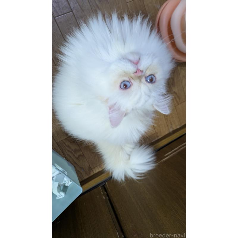 販売中の大阪府のミヌエット-119962の11枚目