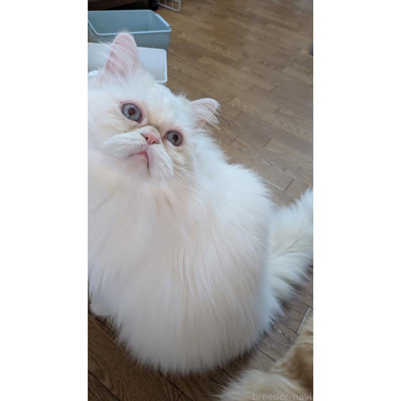 販売中の大阪府のミヌエット-119962の10枚目