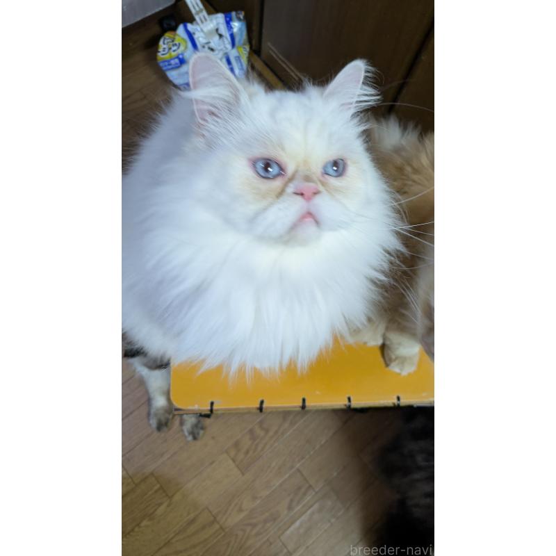 販売中の大阪府のミヌエット-119962