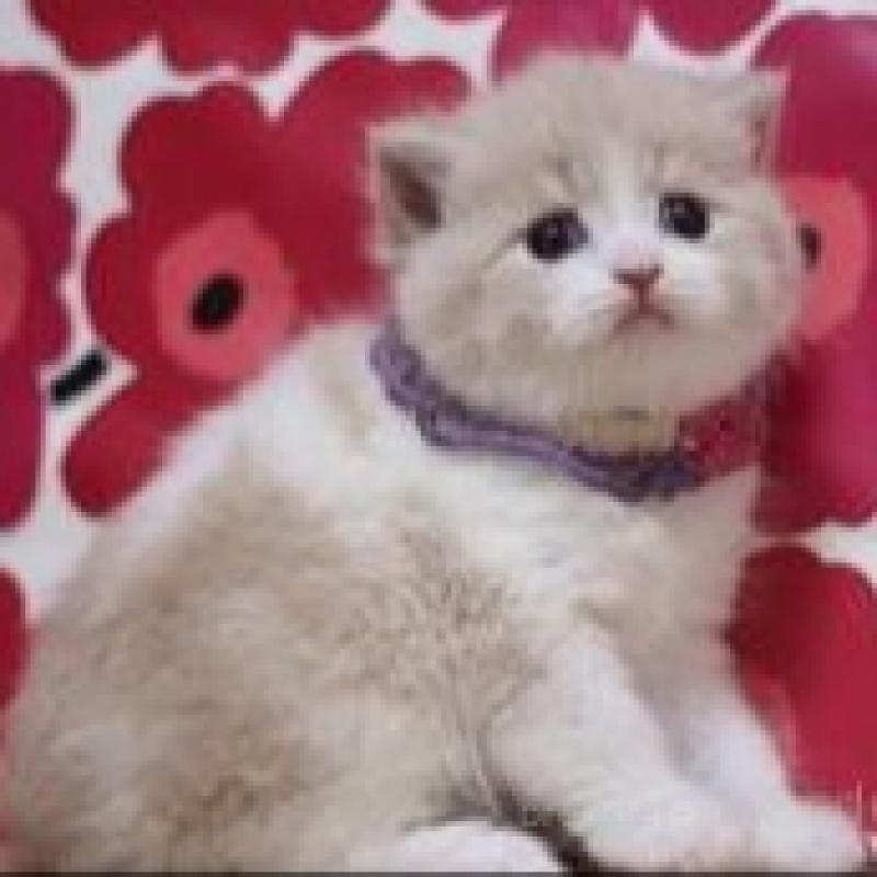 販売中の東京都のマンチカン-134486