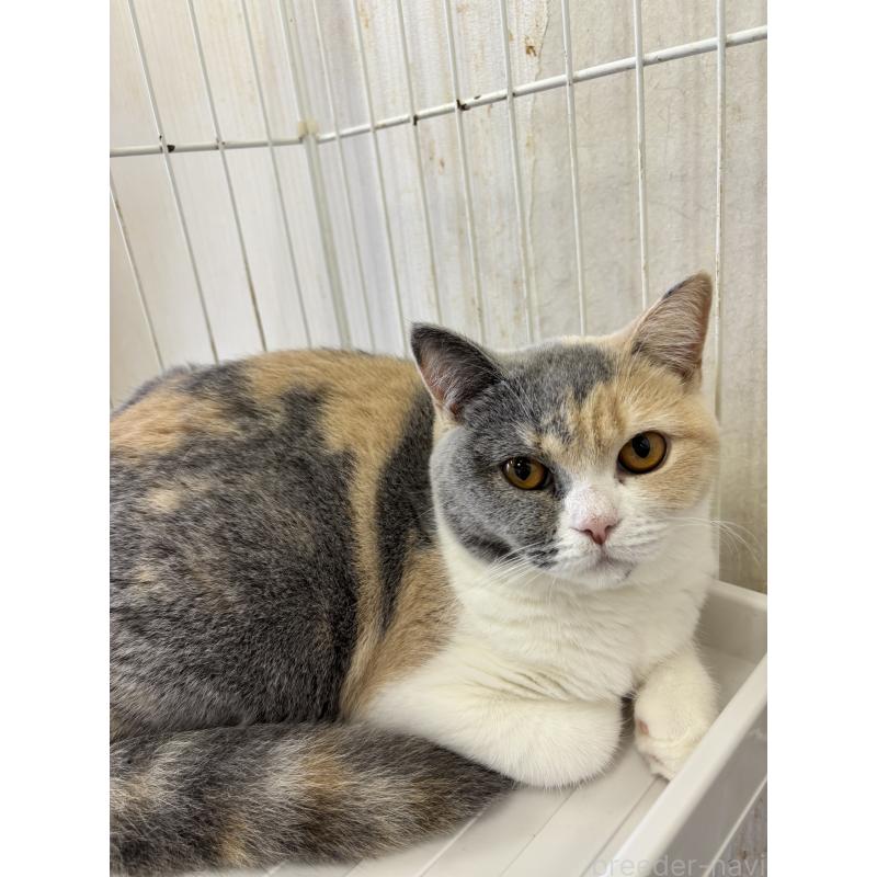 販売中の千葉県のブリティッシュショートヘア-122609の3枚目