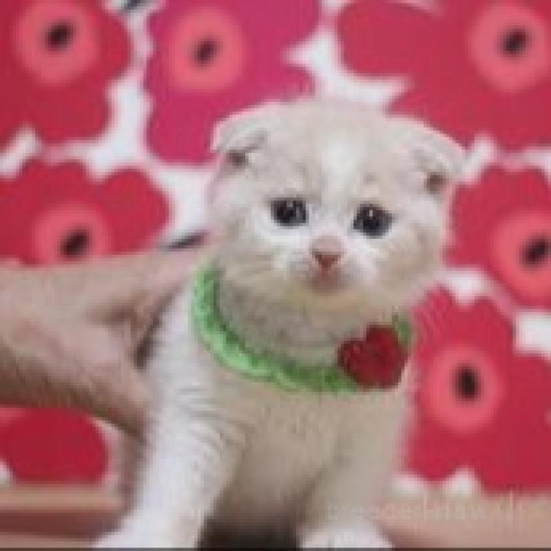 販売中の東京都のスコティッシュフォールド(折れ耳)-134488