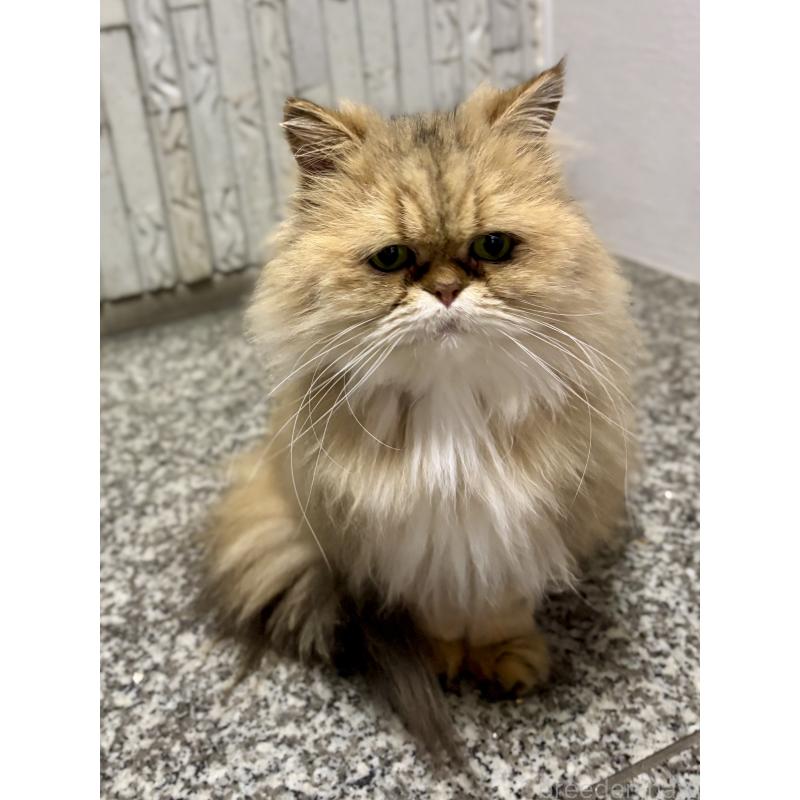 販売中の千葉県のペルシャ(チンチラ)-82440の2枚目