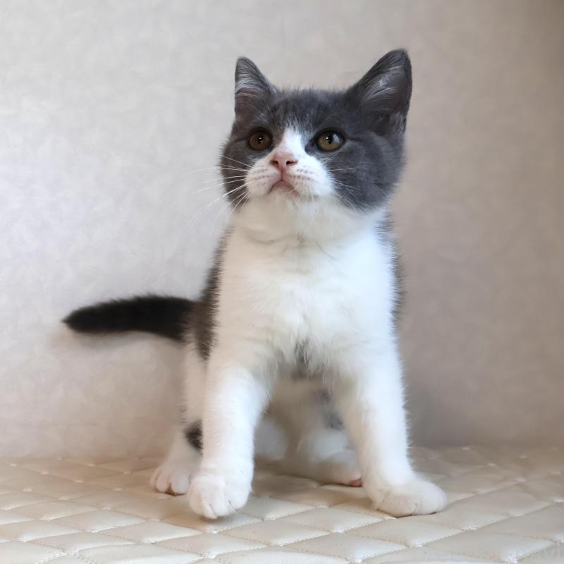 販売中の静岡県のブリティッシュショートヘア-129202