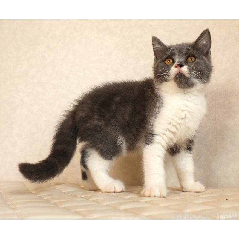 販売中の静岡県のブリティッシュショートヘア-129203の4枚目