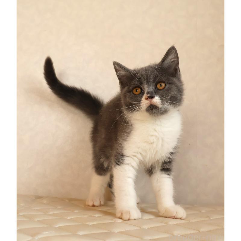 販売中の静岡県のブリティッシュショートヘア-129203の3枚目