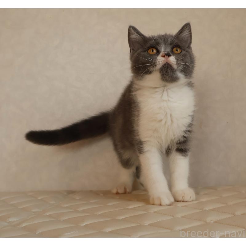 販売中の静岡県のブリティッシュショートヘア-129203の2枚目