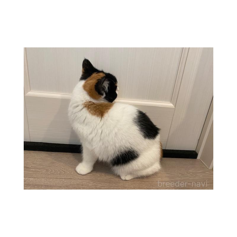 販売中の茨城県のスコティッシュフォールド-129180の4枚目