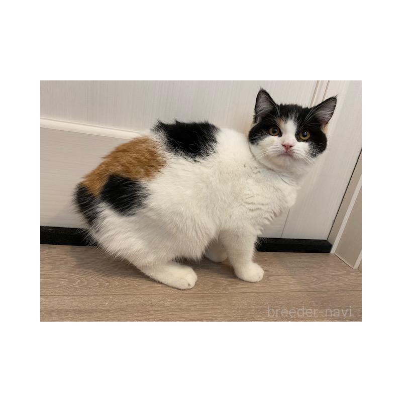 販売中の茨城県のスコティッシュフォールド-129180の3枚目