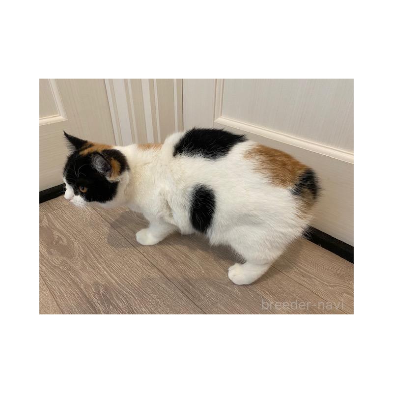 販売中の茨城県のスコティッシュフォールド-129180の2枚目