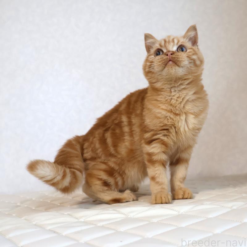 販売中の静岡県のブリティッシュショートヘア-125091の6枚目