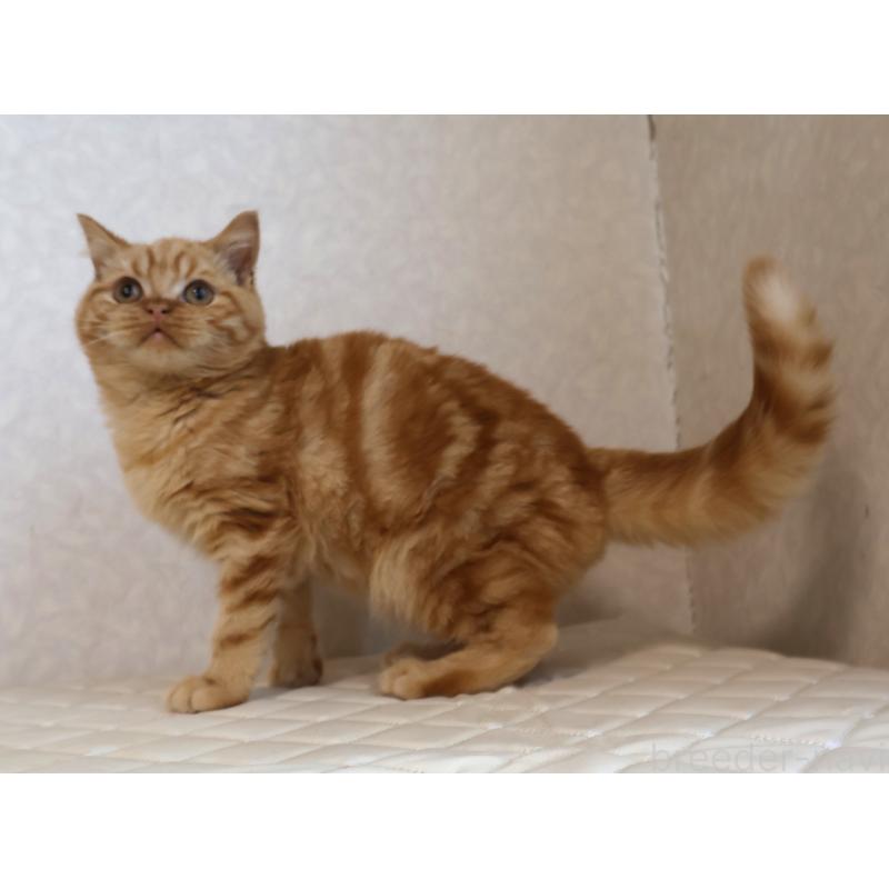 販売中の静岡県のブリティッシュショートヘア-125091の5枚目