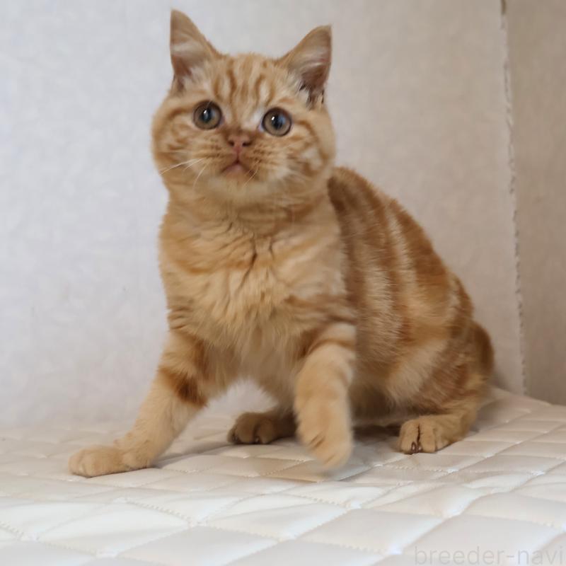 販売中の静岡県のブリティッシュショートヘア-125091の4枚目