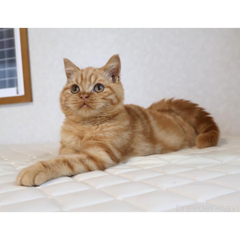 販売中の静岡県のブリティッシュショートヘア-125091の3枚目