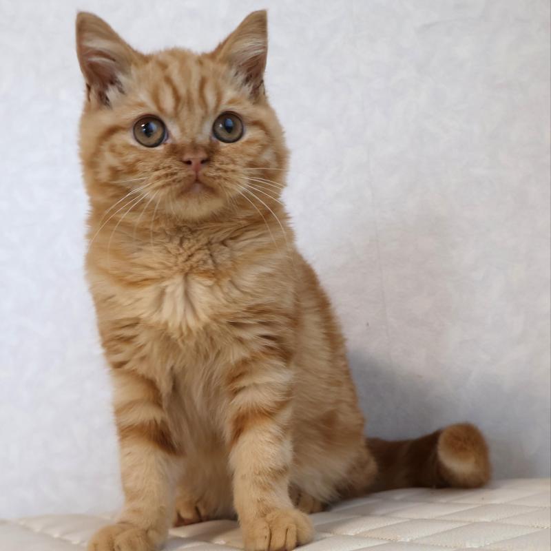 販売中の静岡県のブリティッシュショートヘア-125091の1枚目