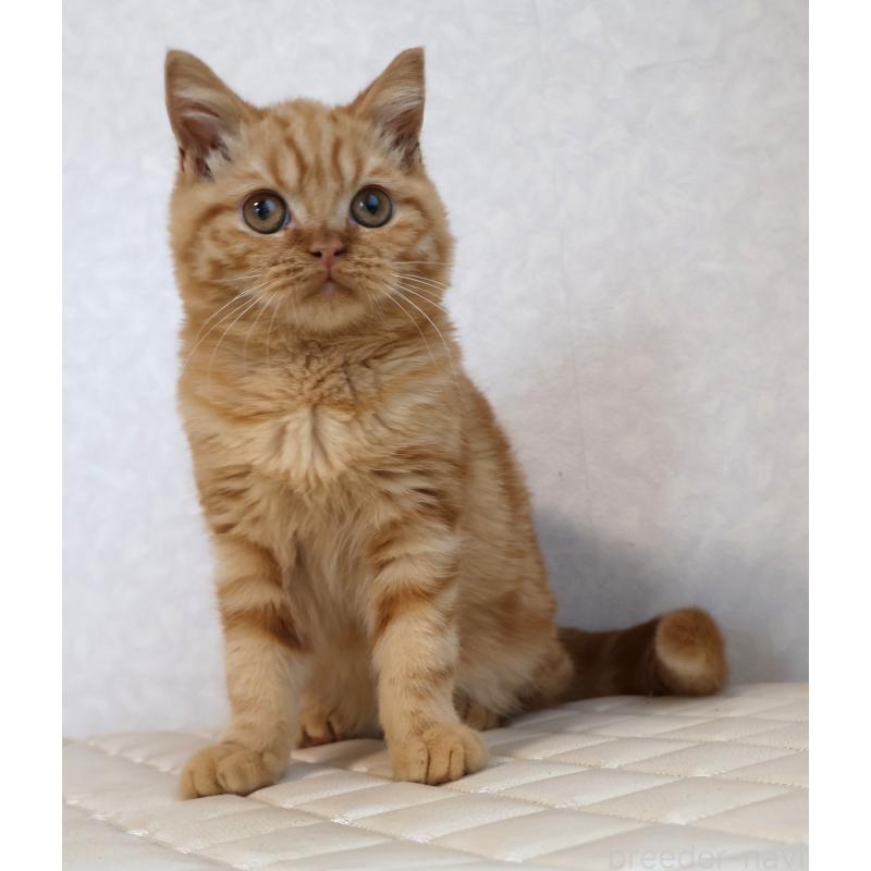 販売中の静岡県のブリティッシュショートヘア-125091の2枚目