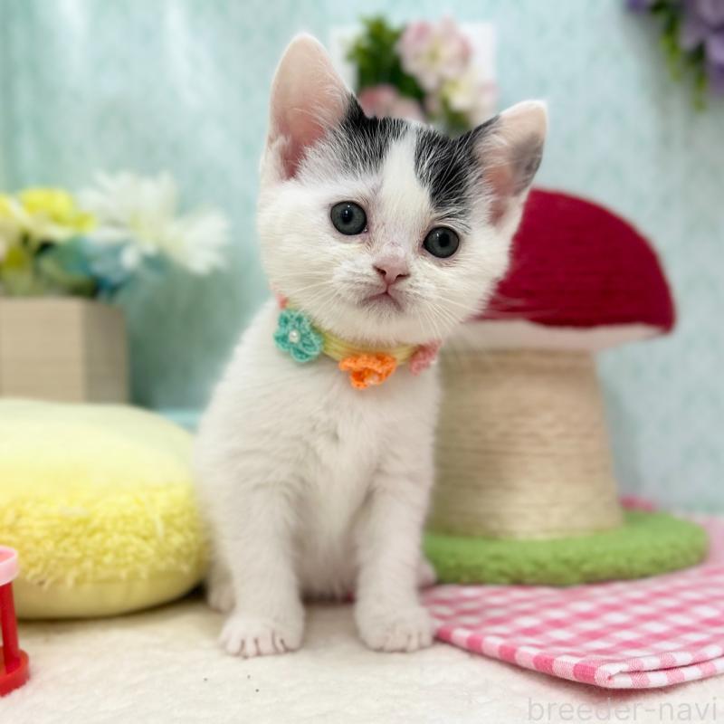 販売中の神奈川県のスコティッシュフォールド-134489の10枚目