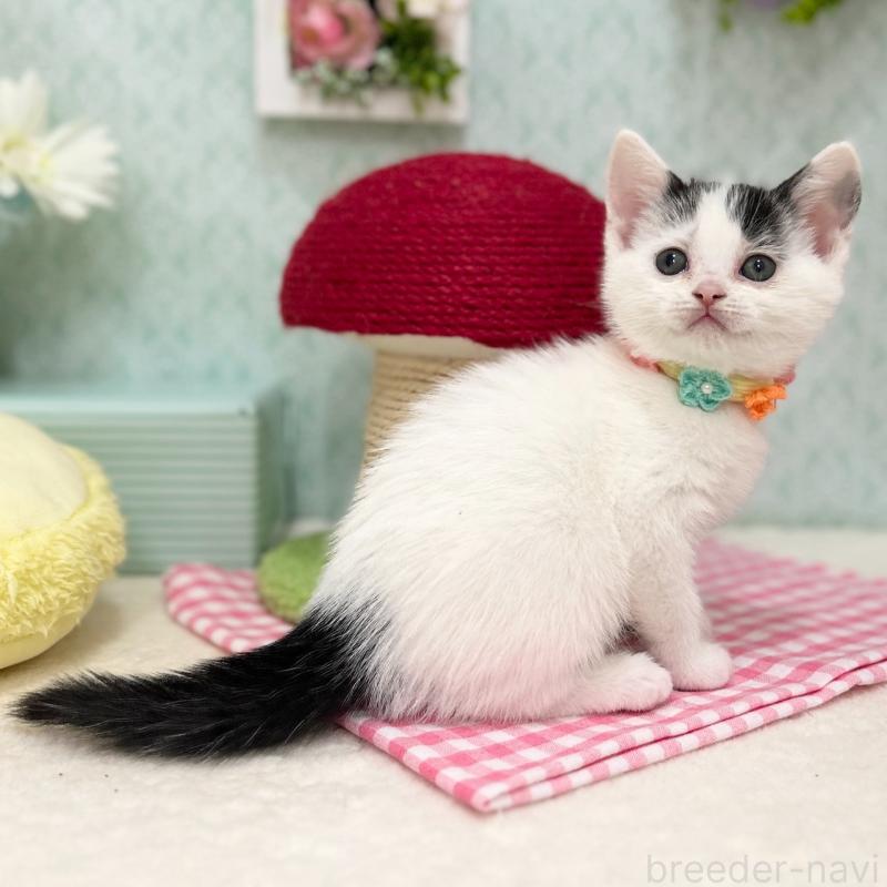 販売中の神奈川県のスコティッシュフォールド-134489