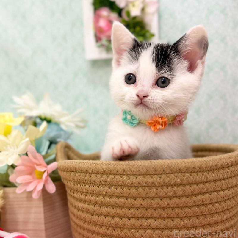 販売中の神奈川県のスコティッシュフォールド-134489の8枚目