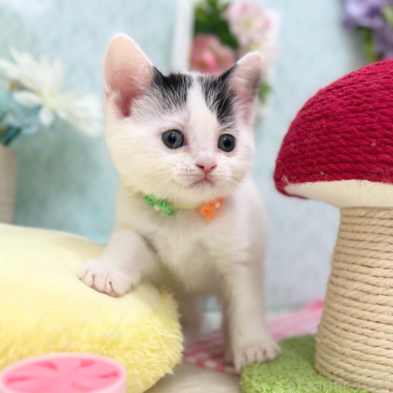 販売中の神奈川県のスコティッシュフォールド-134489の7枚目