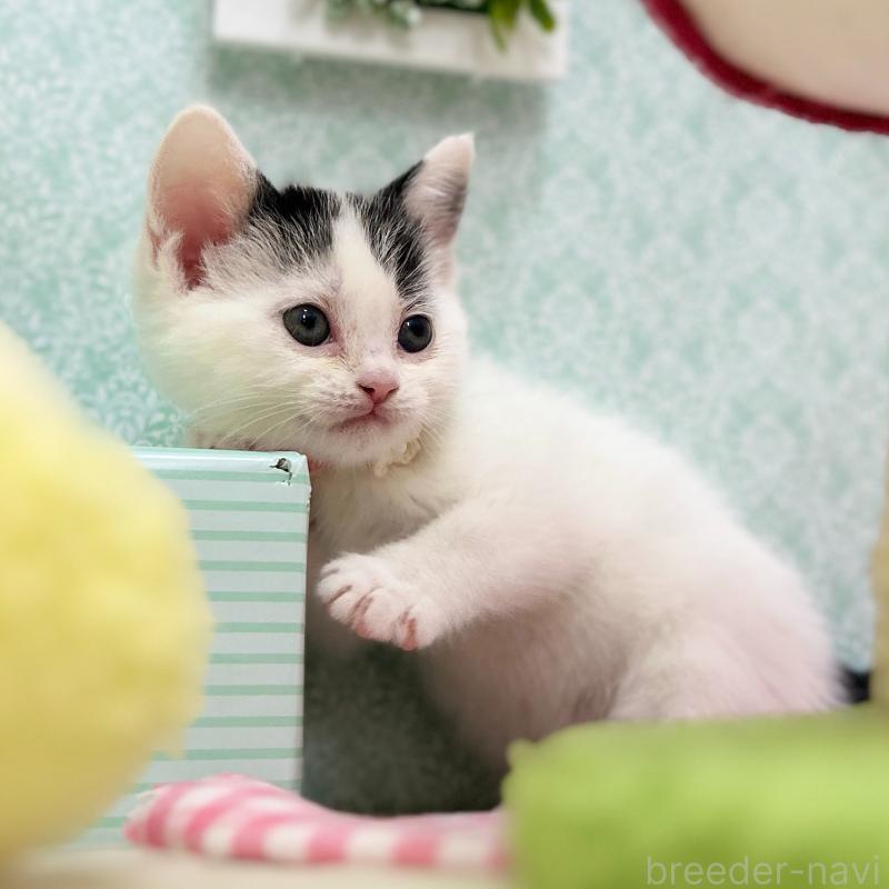 販売中の神奈川県のスコティッシュフォールド-134489の6枚目