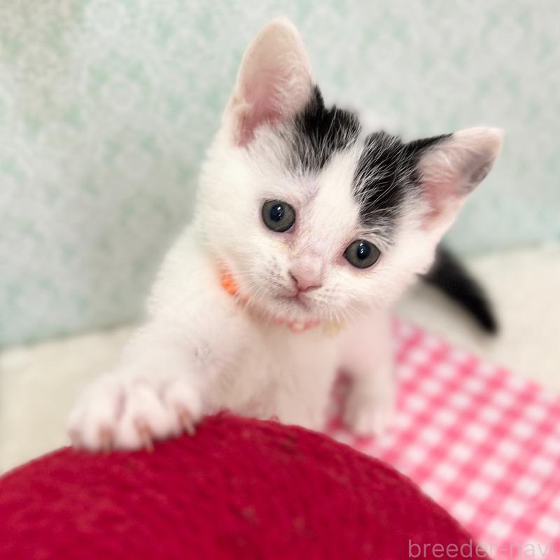 販売中の神奈川県のスコティッシュフォールド-134489の5枚目