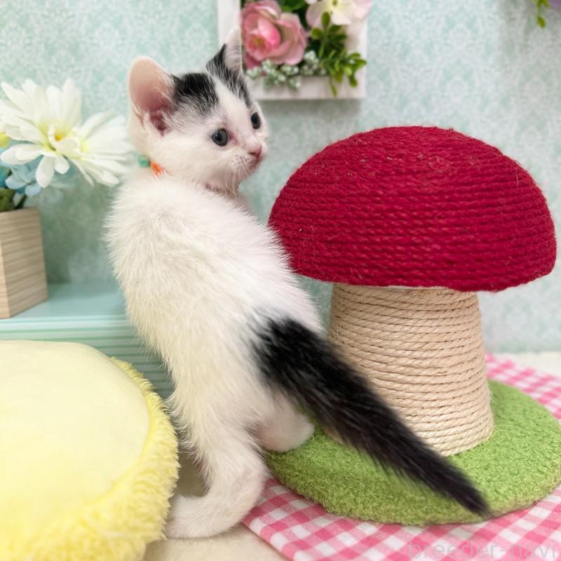 販売中の神奈川県のスコティッシュフォールド-134489の4枚目