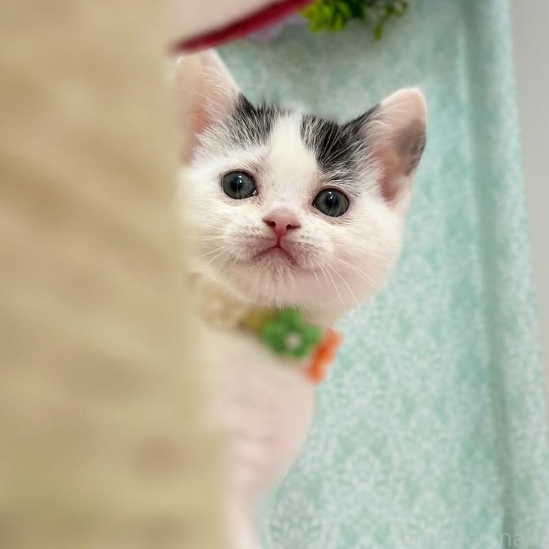 販売中の神奈川県のスコティッシュフォールド-134489の3枚目