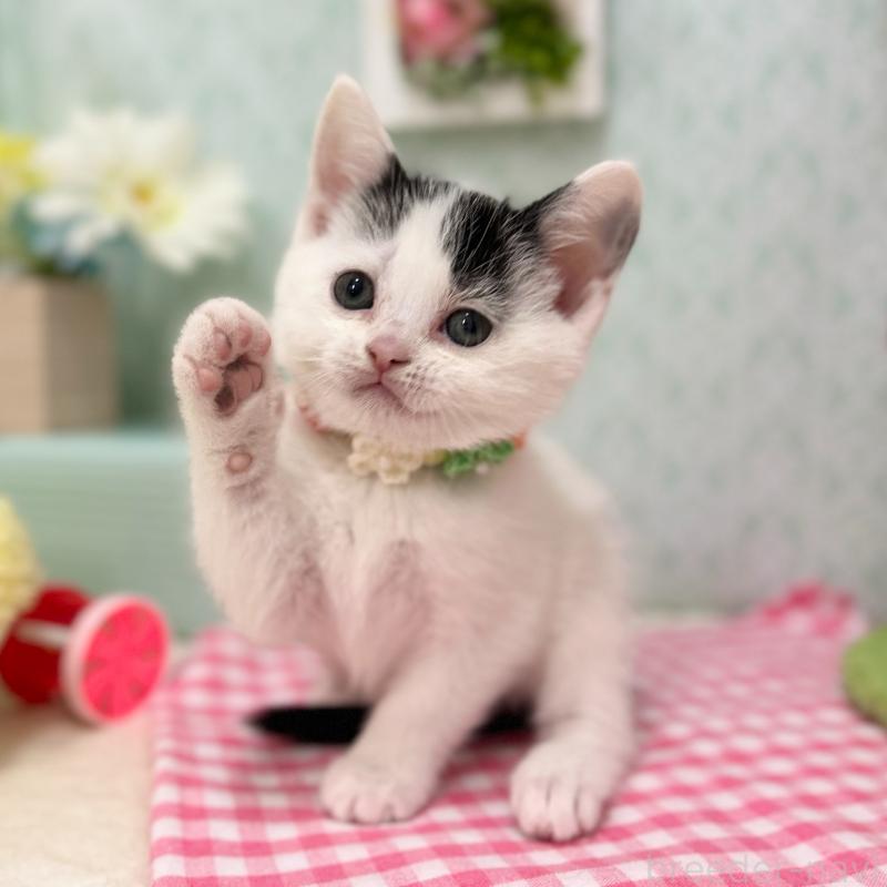 販売中の神奈川県のスコティッシュフォールド-134489の2枚目