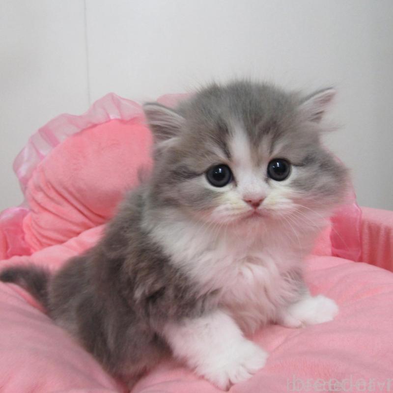 販売中の東京都のスコティッシュフォールド-134490の1枚目