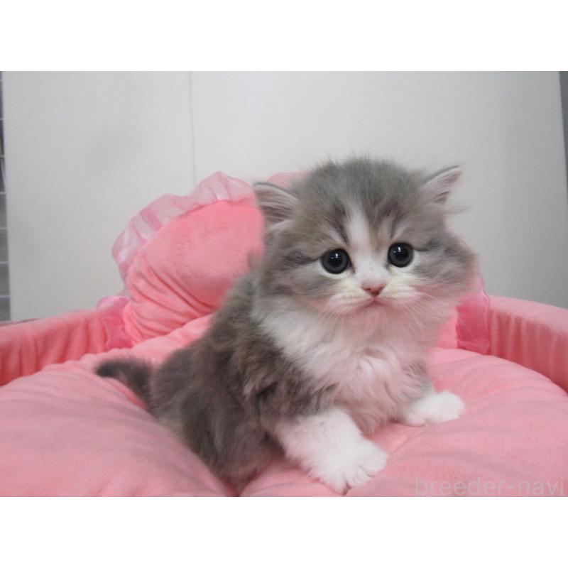 販売中の東京都のスコティッシュフォールド-134490の2枚目