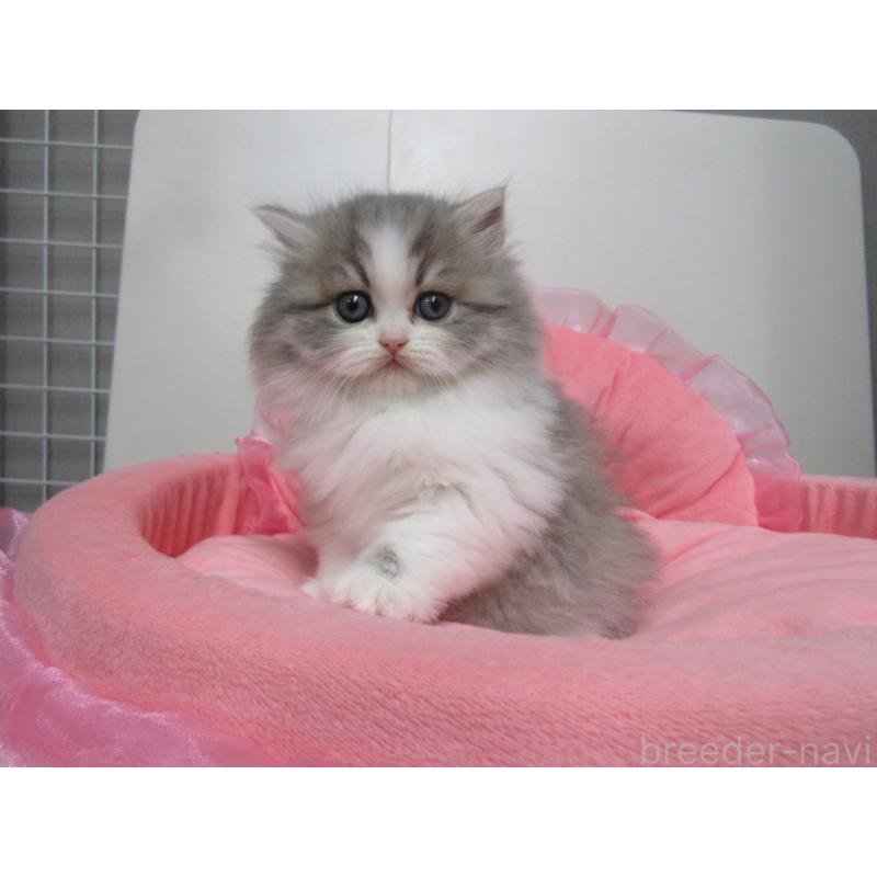 販売中の東京都のミヌエット-134491の2枚目