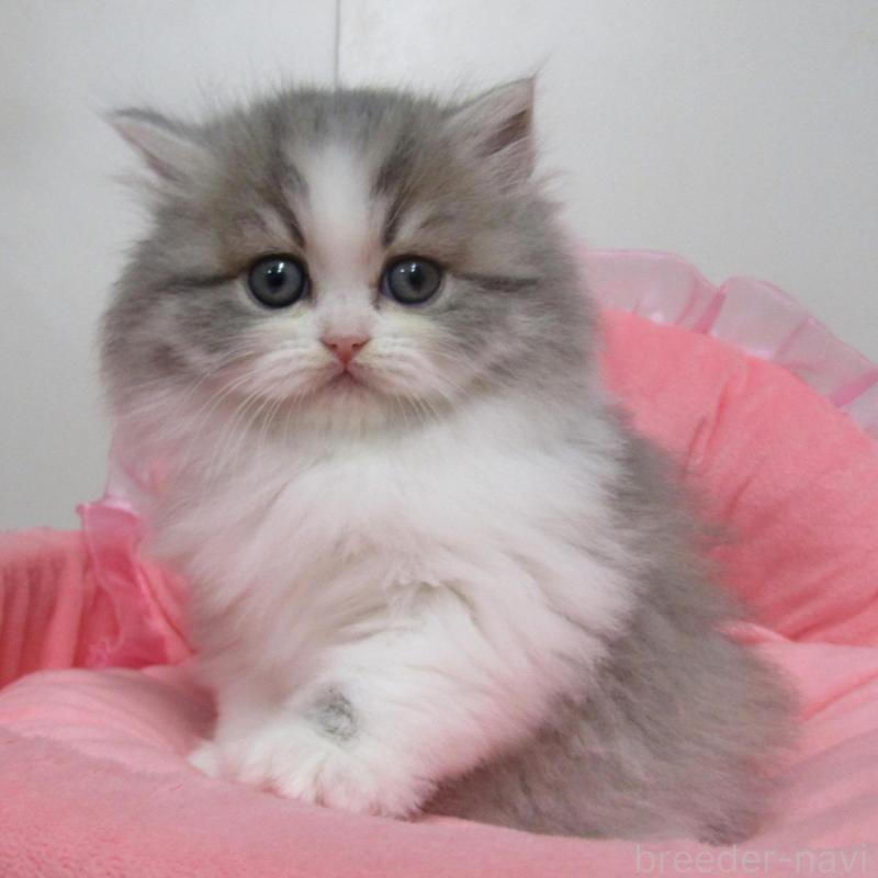 販売中の東京都のミヌエット-134491の1枚目