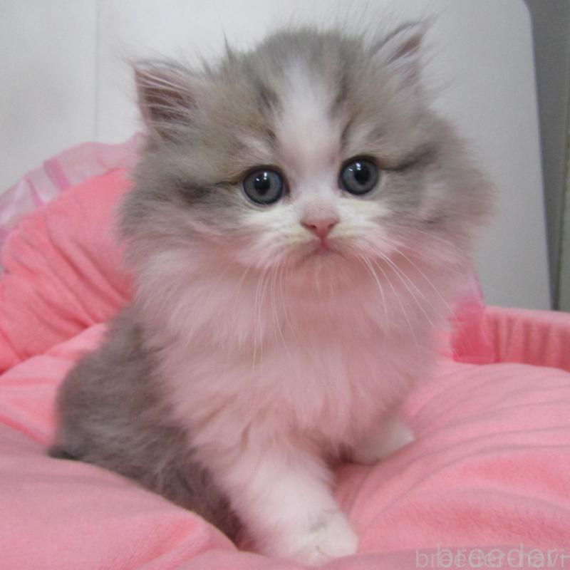 販売中の東京都のミヌエット-134492の1枚目