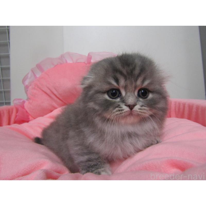 販売中の東京都のスコティッシュフォールド(折れ耳)-134493の2枚目