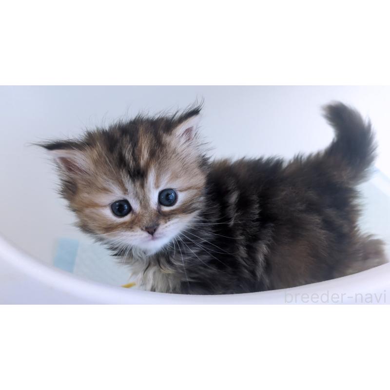 成約済の大阪府のミヌエット-134223の13枚目