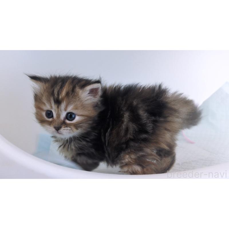 成約済の大阪府のミヌエット-134223の12枚目