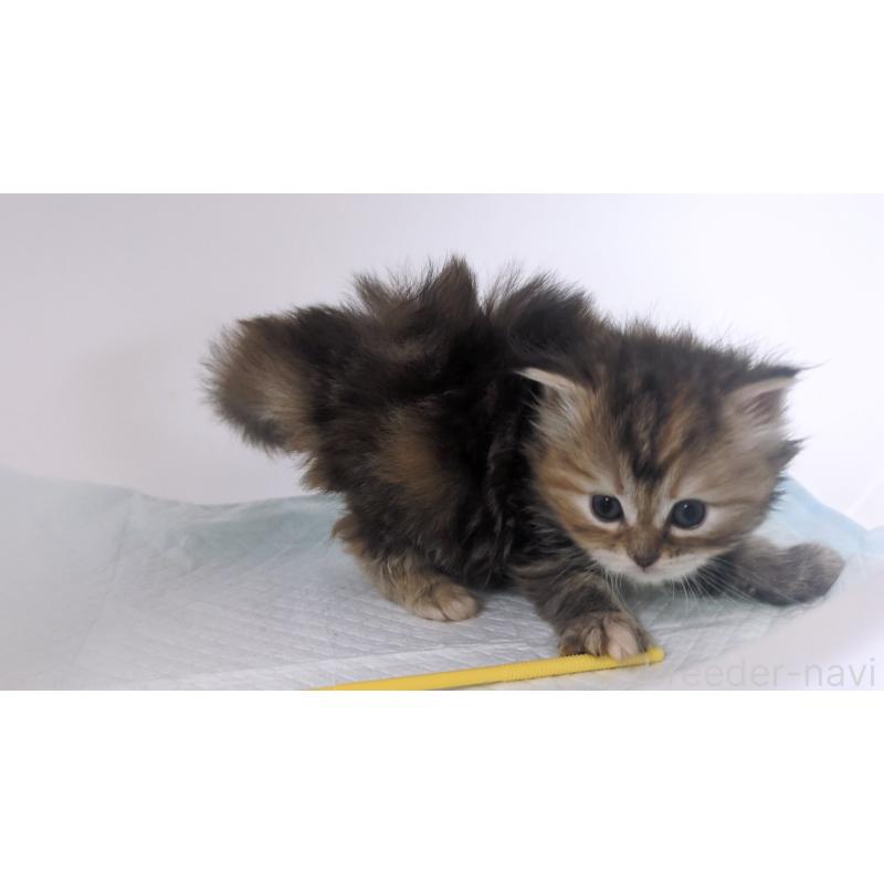 成約済の大阪府のミヌエット-134223の10枚目