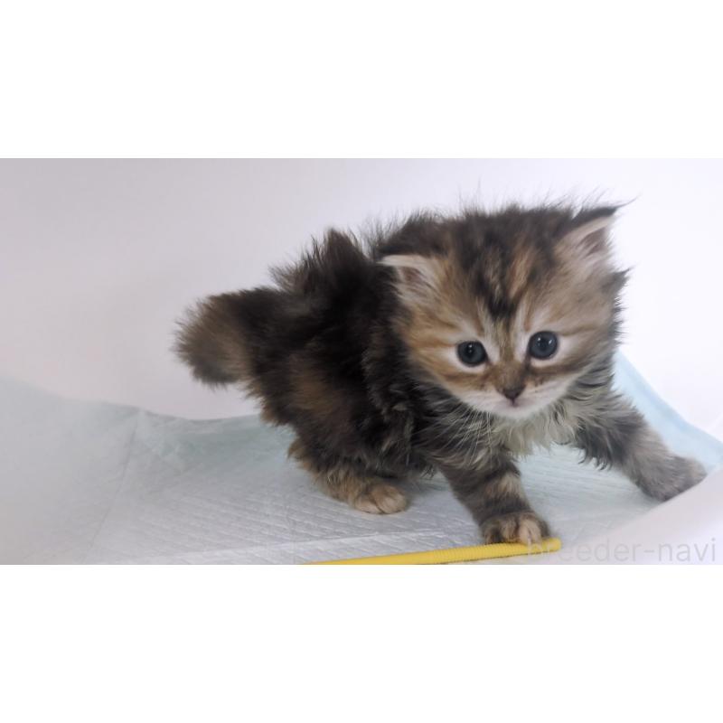 成約済の大阪府のミヌエット-134223の9枚目