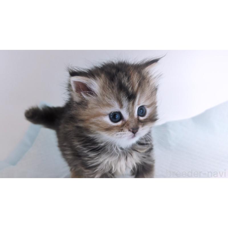 成約済の大阪府のミヌエット-134223の6枚目