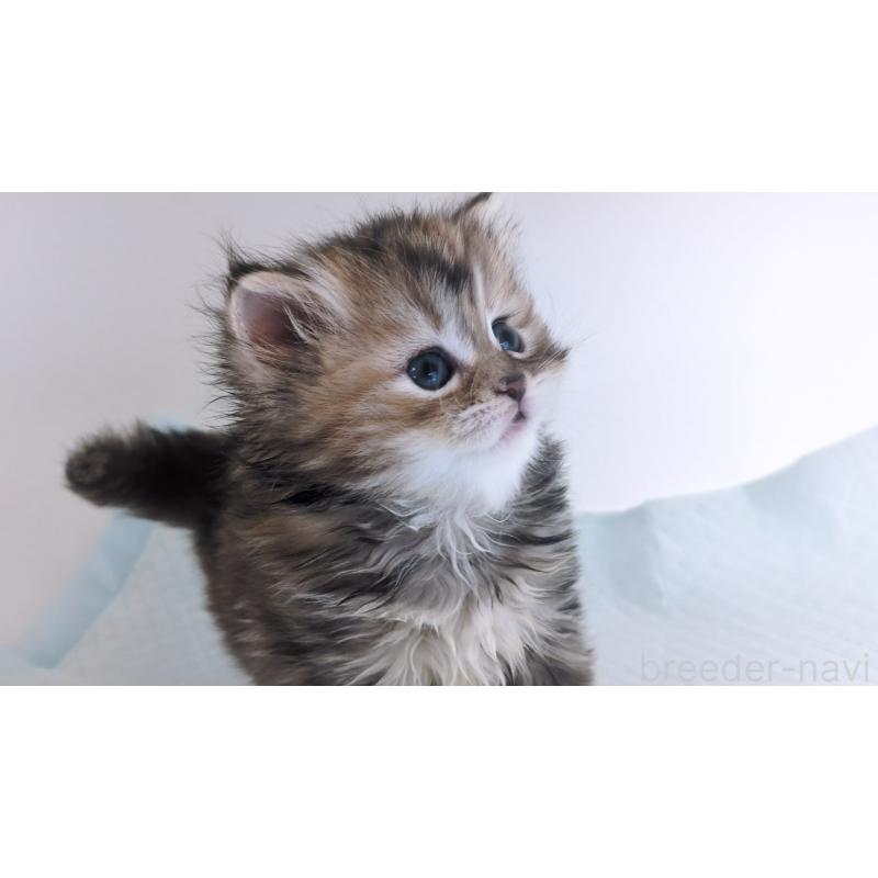 成約済の大阪府のミヌエット-134223の5枚目