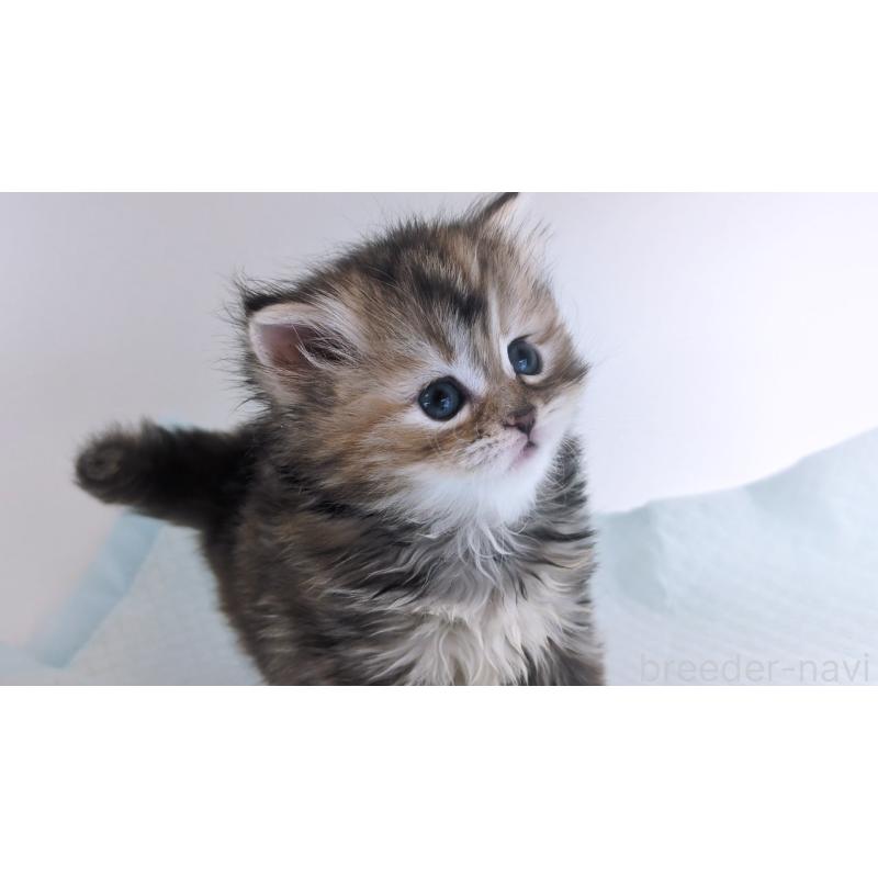 成約済の大阪府のミヌエット-134223の4枚目