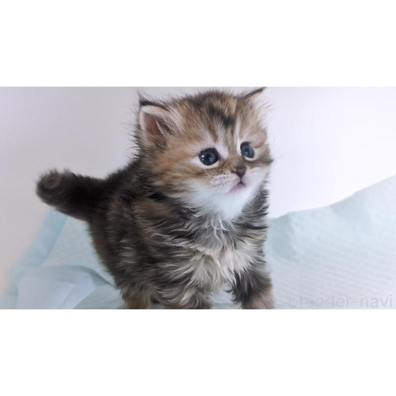 成約済の大阪府のミヌエット-134223の3枚目